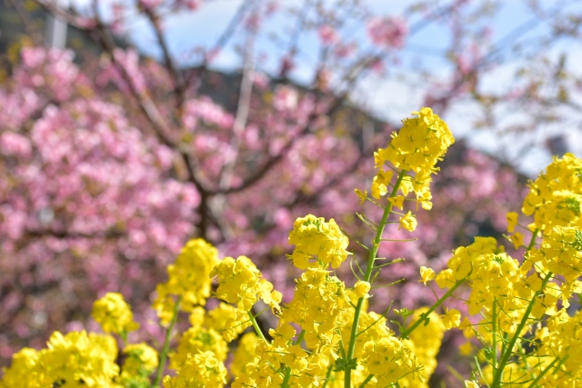 笠戸島　河津桜と菜の花
