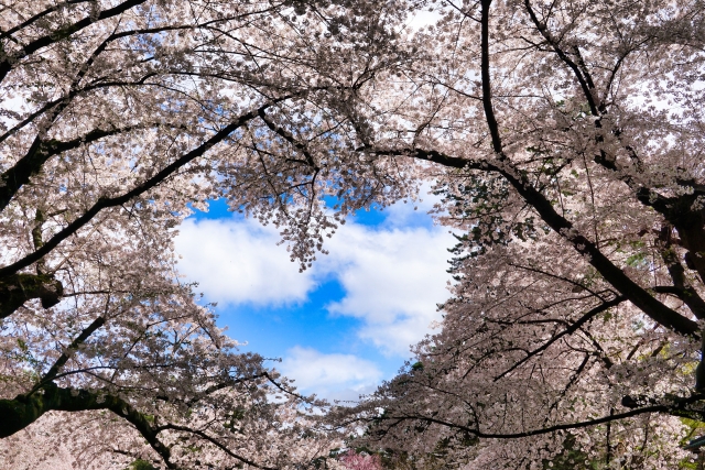 弘前公園　桜のハート