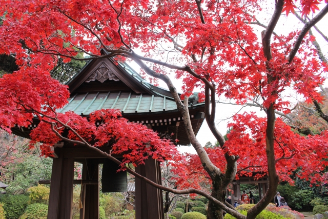 海蔵寺　紅葉